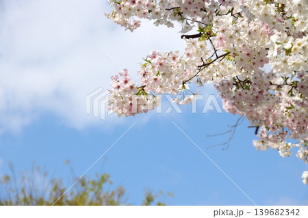 桜のクローズアップ 139682342