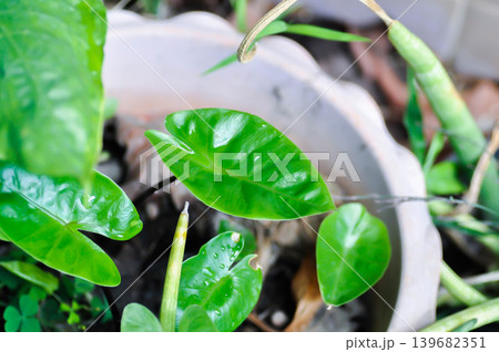 Xanthosoma sagittifolium L Schott, Ear elephant or Giant alocasia or ARACEAE or black alocasia or new born leaf Xanthosoma sagittifolium L Schott, Ear elephant or Giant alocasia or ARACEAE or black alocasia or new born leaf 139682351