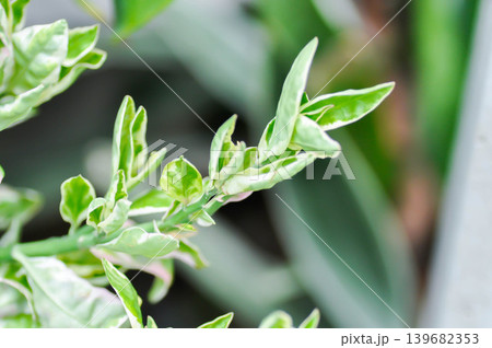 Euphorbia tithymaloides L, Euphorbia tithymaloides smallii or euphorbiaceae or Jew bush or Pedilanthus tithymaloides or Slipper Flower or Zigzag Plant or white and green leaf Euphorbia tithymaloides L, Euphorbia tithymaloides smallii or euphorbiaceae or Jew bush or Pedilanthus tithymaloides or Slipper Flower or Zigzag Plant or white and green leaf 139682353