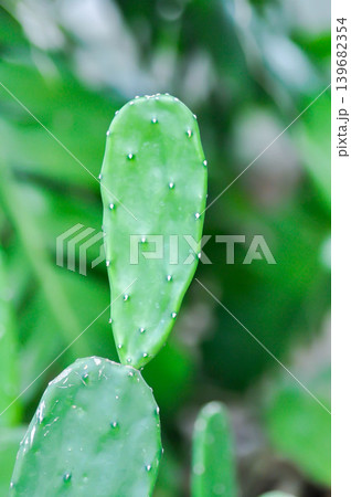 Opuntia cochenillifera, Opuntia or cactus or succulent plant Opuntia cochenillifera, Opuntia or cactus or succulent plant 139682354