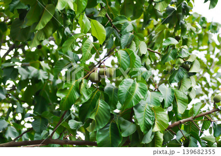 santol tree and santol fruit or Sandoricum koetjape , MELIACEAE or Santol or Sentul or Red Sentol or Yellow Sentol santol tree and santol fruit or Sandoricum koetjape , MELIACEAE or Santol or Sentul or Red Sentol or Yellow Sentol 139682355