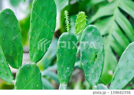 Opuntia cochenillifera, Opuntia or cactus or succulent plant Opuntia cochenillifera, Opuntia or cactus or succulent plant 139682356