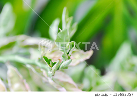Euphorbia tithymaloides L, Euphorbia tithymaloides smallii or euphorbiaceae or Jew bush or Pedilanthus tithymaloides or Slipper Flower or Zigzag Plant or white and green leaf Euphorbia tithymaloides L, Euphorbia tithymaloides smallii or euphorbiaceae or Jew bush or Pedilanthus tithymaloides or Slipper Flower or Zigzag Plant or white and green leaf 139682357