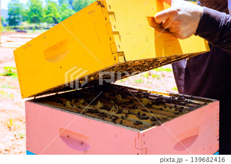 Beekeeper opens colorful bee hive to inspect colony gather honey during warm sunny day in local apiary 139682416