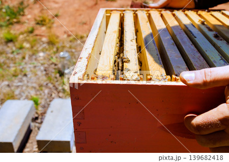 Beekeeper holds hive frame while checking bee activity in an outdoor garden 139682418