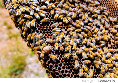 Bees gather on honeycomb in beehive in garden 139682419
