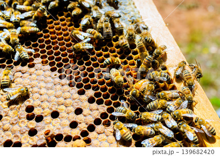 Bees gather around honeycomb in sunny garden during bees are looking after brood Bees gather around honeycomb in sunny garden during bees are looking after brood 139682420