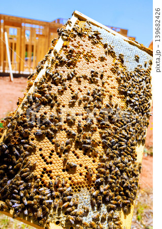 Bees gather on honeycomb frame at construction site during honey harvest 139682426