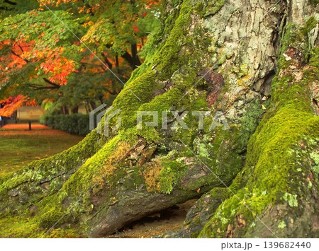 A peaceful collection of Japanese autumn landscapes featuring colorful maple trees, traditional temples, bamboo forests, and serene garden paths. These images capture the calm beauty of nature, warm A peaceful collection of Japanese autumn landscapes featuring colorful maple trees, traditional temples, bamboo forests, and serene garden paths. These images capture the calm beauty of nature, warm 139682440