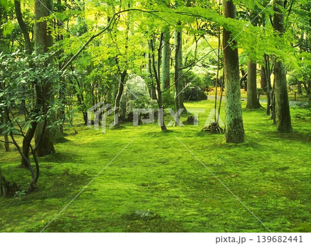 A peaceful collection of Japanese autumn landscapes featuring colorful maple trees, traditional temples, bamboo forests, and serene garden paths. These images capture the calm beauty of nature, warm 139682441