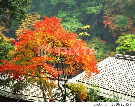 A peaceful collection of Japanese autumn landscapes featuring colorful maple trees, traditional temples, bamboo forests, and serene garden paths. These images capture the calm beauty of nature, warm A peaceful collection of Japanese autumn landscapes featuring colorful maple trees, traditional temples, bamboo forests, and serene garden paths. These images capture the calm beauty of nature, warm 139682457
