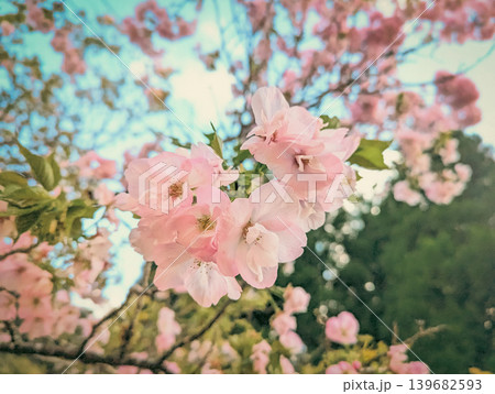 桜の花 桜の花 139682593
