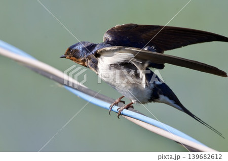 ツバメ swallow / Japan ツバメ swallow / Japan 139682612