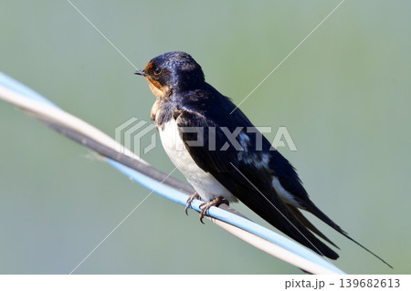 ツバメ swallow / Japan ツバメ swallow / Japan 139682613