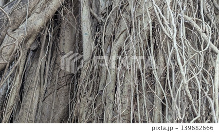 A close-up of a tangled mass of gray and brown roots and thick vines. The complex network of lines and shades creates an abstract, organic pattern with an intricate texture. 139682666