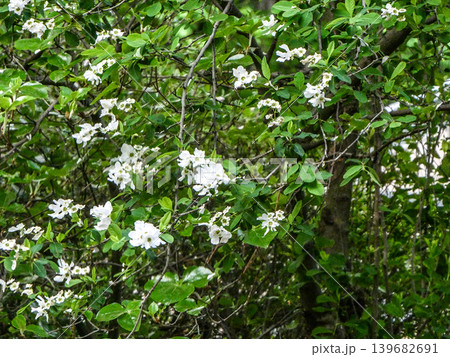 岩手県岩手大学農学部の植物園に咲く清楚なリキュウバイ利休梅の白い花 139682691