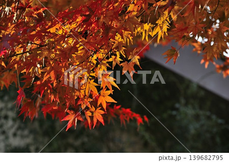 秋の渋温泉で見られる温泉街の紅葉(長野県山ノ内町) 秋の渋温泉で見られる温泉街の紅葉(長野県山ノ内町) 139682795