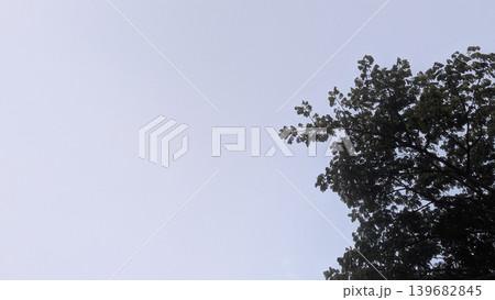 Minimalist nature image featuring a bright, hazy sky with dark tree foliage dominating the right side. Excellent copy space for text or graphics in the vast open sky. Minimalist nature image featuring a bright, hazy sky with dark tree foliage dominating the right side. Excellent copy space for text or graphics in the vast open sky. 139682845