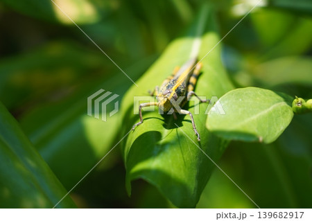 Grasshopper on a Leaf Nature Photography 139682917