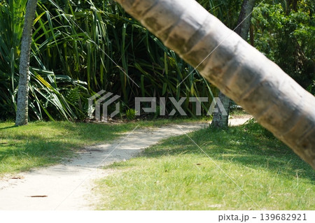 Tropical Pathway with Coconut Palm Tree Landscape View Tropical Pathway with Coconut Palm Tree Landscape View 139682921