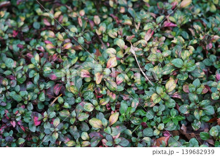 Alternanthera Little Ruby Plant Close Up Photography 139682939