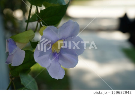 Thunbergia Grandiflora Flower Close Up Macro Nature View 139682942