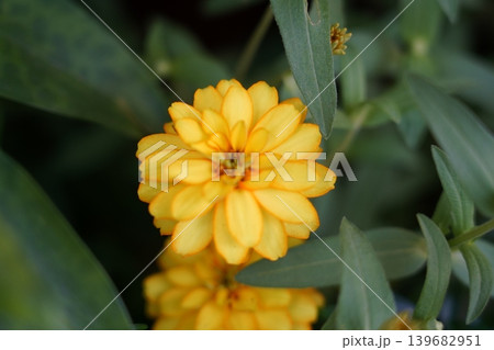 Zinnia Elegans Flowers in Full Bloom Zinnia Elegans Flowers in Full Bloom 139682951