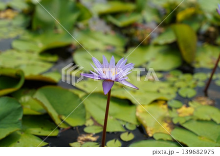 Water Lily Nymphaea Flower Pond Nature Photography Water Lily Nymphaea Flower Pond Nature Photography 139682975