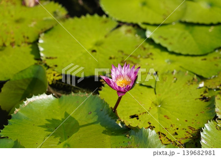 Pink Water Lily Flower in a Pond Nature Photography 139682981