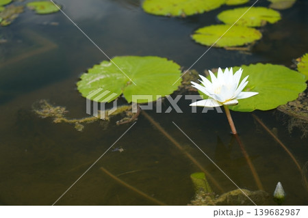 White Water Lily in a Pond Peaceful Scene 139682987