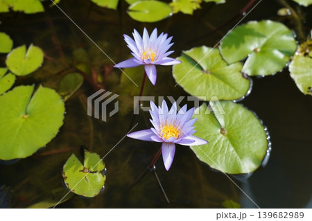 Water Lilies in Full Bloom Floral Beauty 139682989