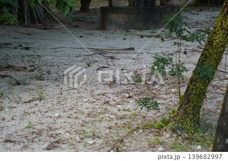 Zebra Doves Foraging on Sandy Ground 139682997