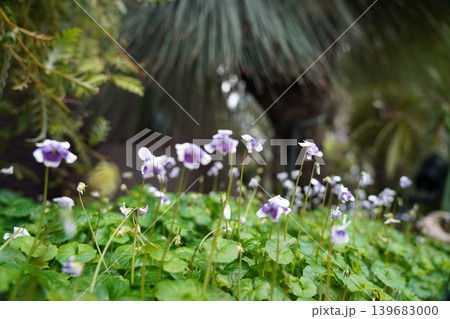 Beautiful Violet Flowers Growing Wild in Garden Beautiful Violet Flowers Growing Wild in Garden 139683000