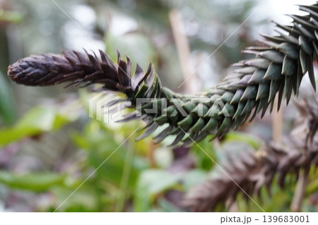 Monkey Puzzle Tree Branch with Sharp Needles Monkey Puzzle Tree Branch with Sharp Needles 139683001