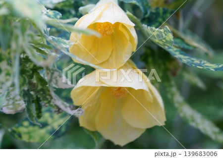 Close up of Flowering Chinese Lantern Abutilon Striatum Close up of Flowering Chinese Lantern Abutilon Striatum 139683006