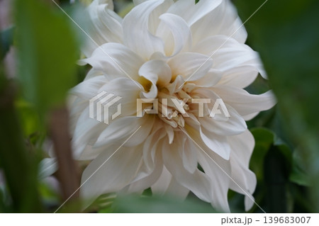 White Dahlia Flower Close Up Elegant Floral Beauty White Dahlia Flower Close Up Elegant Floral Beauty 139683007