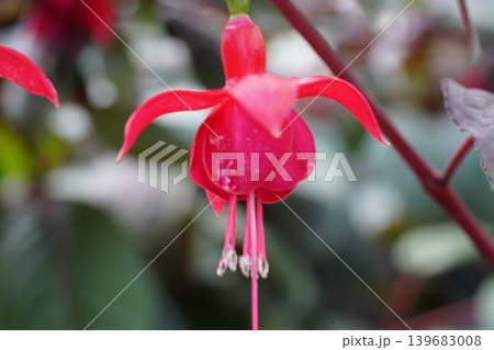 Detailed Shot of a Fuchsia Flower Blossom Detailed Shot of a Fuchsia Flower Blossom 139683008