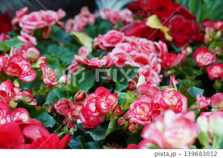 Blooming Begonias Beautiful Floral Display in Detail 139683012