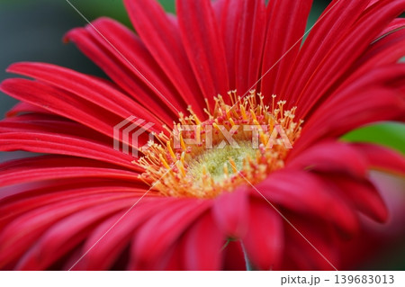 Close Up of a Red Gerbera Daisy Bloom Close Up of a Red Gerbera Daisy Bloom 139683013