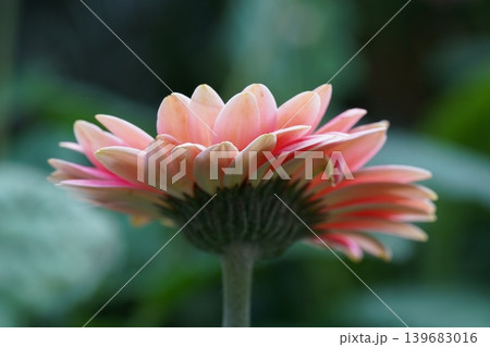 Beautiful Gerbera Daisy Flower Close Up Photography 139683016