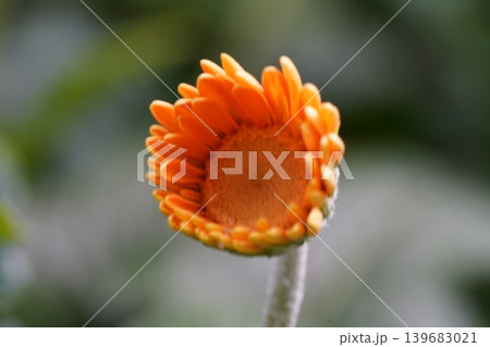 Calendula Flower Close Up Orange Blossom Calendula Flower Close Up Orange Blossom 139683021