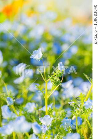 青いネモフィラの花 139683040