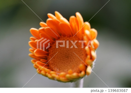 Orange Calendula Flower Bud Close Up Photography 139683087