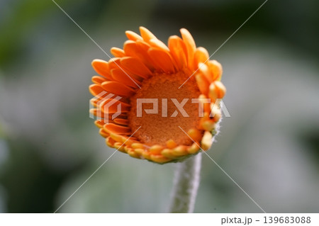 Vibrant Orange Gerbera Daisy Flower in Bloom 139683088