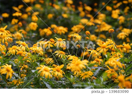 Field of Golden Ragwort Flowers Blooming in Spring 139683090