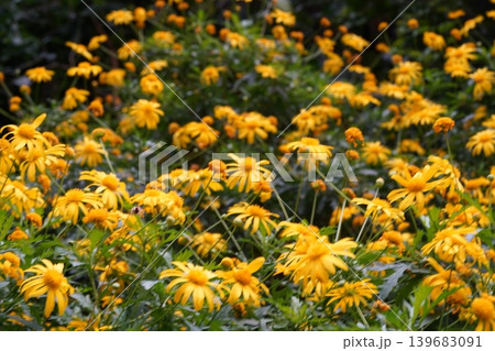 Bright Yellow Euryops Pectinatus Flowers in Bloom 139683091