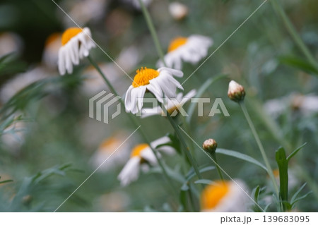 Beautiful Daisy Flowers in a Natural Setting Beautiful Daisy Flowers in a Natural Setting 139683095