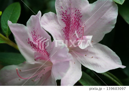 Pink Azalea Flower Blossom Close Up Photography Pink Azalea Flower Blossom Close Up Photography 139683097