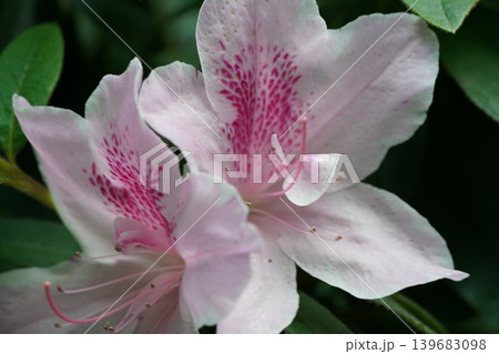 Delicate Pink Rhododendron Flowers in Bloom Close Up 139683098