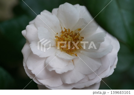 Beautiful White Rose Blossom Macro Shot Beautiful White Rose Blossom Macro Shot 139683101